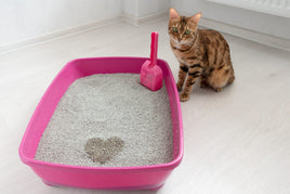 Litter Boxes, Wellness, and Grooming